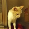 福ちゃんです。里親急募してます サムネイル6