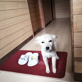 岡崎のO様に♥キツネちゃん