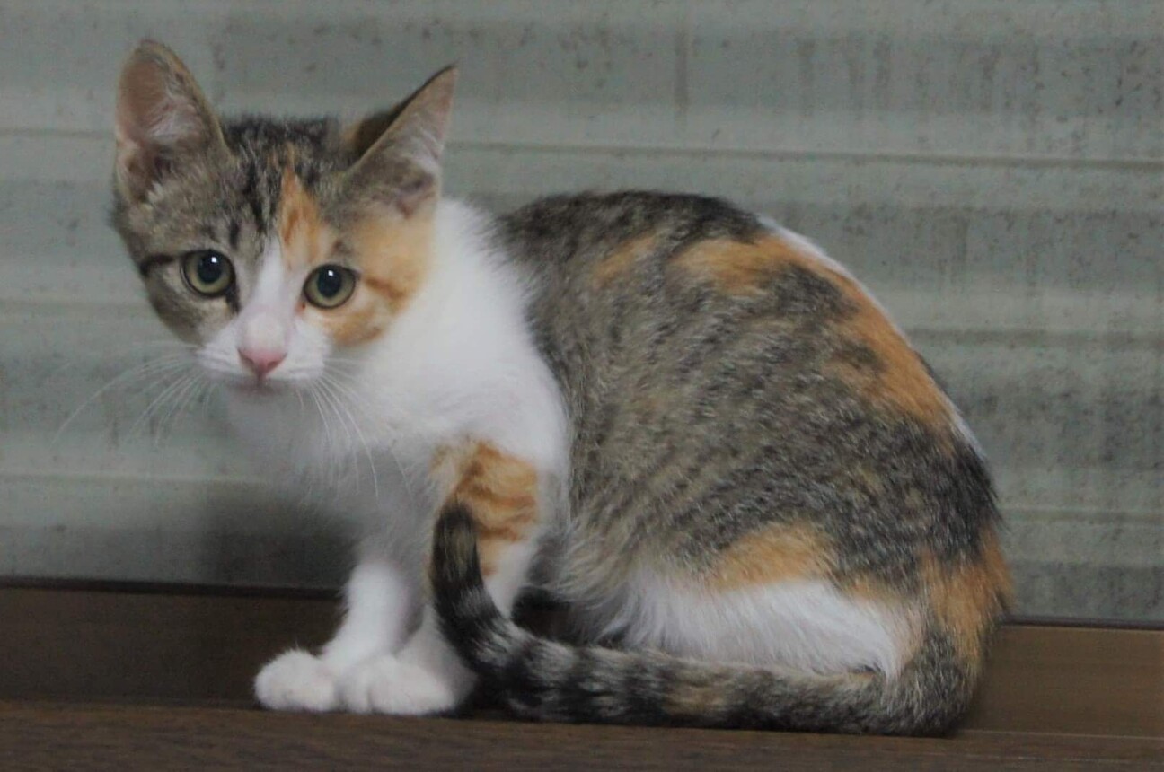 三毛猫美猫ちゃん♪」福岡県 - 猫の里親募集(369107) :: ペット
