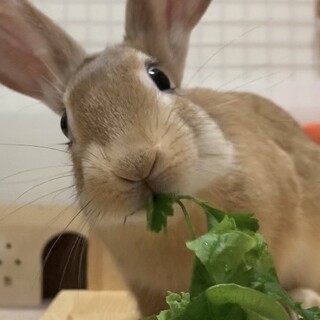 佐渡っこ二世【元気で賢いCocoくん】