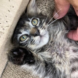 長毛のとっても可愛いチビにゃん、プリティ君！