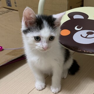 生後1ヶ月甘えん坊白黒男の子