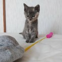 チャーミングなサビ猫　女の子　里親さん決定！