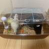 ファンシーラット/飼主がアレルギーの為里親募集 サムネイル4