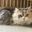 サイベリアン「モコちゃん」甘えん坊さんです