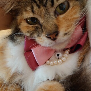 優しく穏やかな性格の　長毛三毛の　ねねちゃん❤️