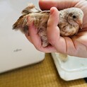姫うずら、雛や成鳥は嫁入り先を探しています