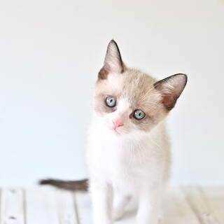 シャム風子猫 ルーブル君」愛知県 - 猫の里親募集(369134