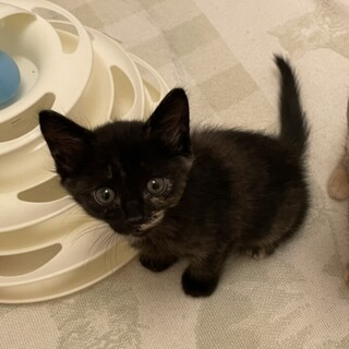 【トライアル決定】★可愛い人馴れサビちゃん姉妹★