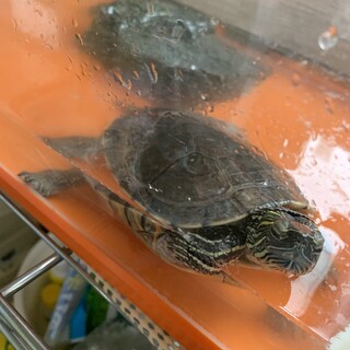 セイブニシキガメ　ケースや餌など一式