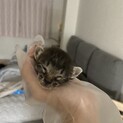 捨て猫里親さん至急募集！！！