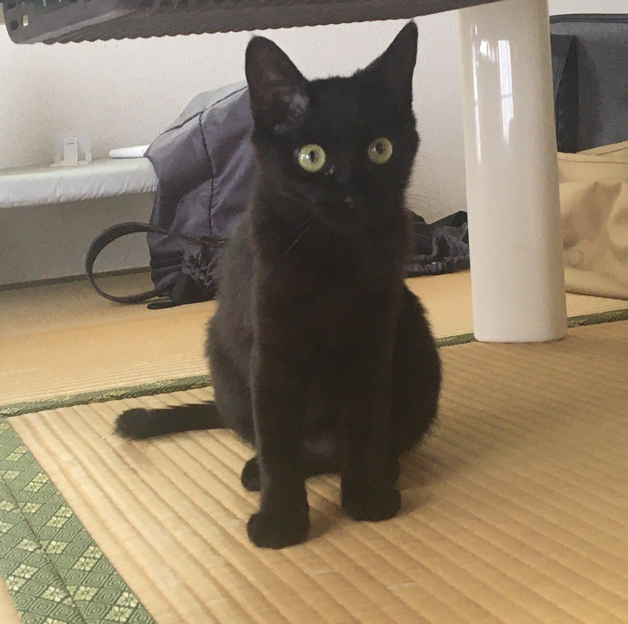 好奇心旺盛で優しい黒猫 島根県 猫の里親募集 ペットのおうち 月間利用者150万人