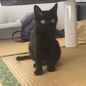 好奇心旺盛で優しい黒猫
