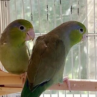 マメルリハ兄弟里親募集