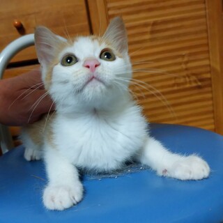 茶シロのとてもかわいい子猫です