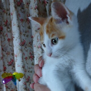 茶シロのとてもかわいい子猫です