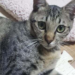 とっても人懐っこくて愛らしい「フー君」