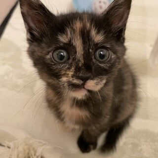 【トライアル決定】★姉妹一緒のご縁を★2ヶ月★