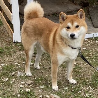 柴犬 オス 1歳