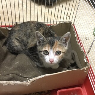 まん丸お目目の美人三毛猫ちゃん