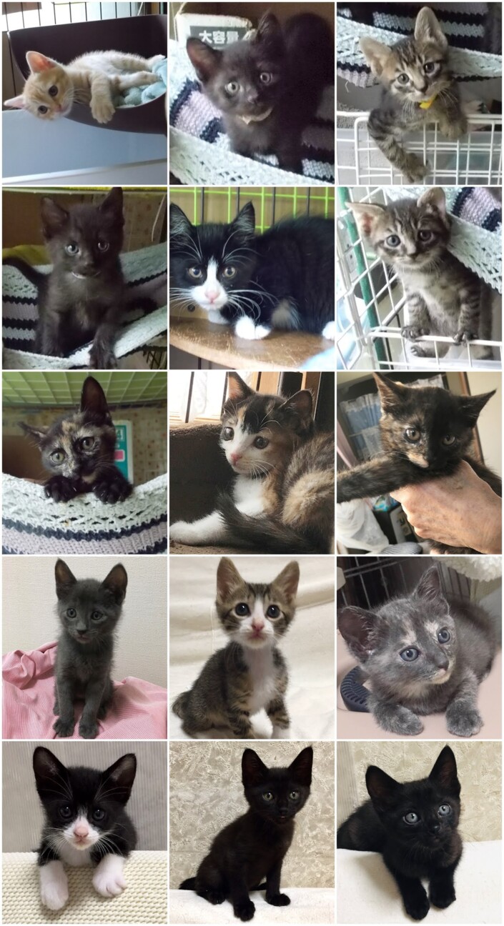 保護猫譲渡会 島忠八潮店 ねこエイドのイベント ペットのおうち 月間利用者150万人