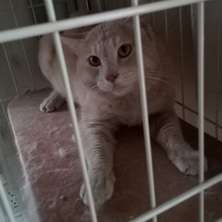 ベージュ色のアニメのトムみたいな猫