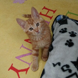 仲良し兄妹茶トラ（タビー）のまゆげ