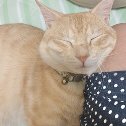 「最近のマークちゃん」サムネイル2