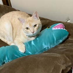 「最近のマークちゃん」サムネイル3