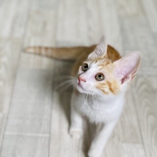 【ちょっとおっとりさん】茶白子猫の男の子/弥彦くん
