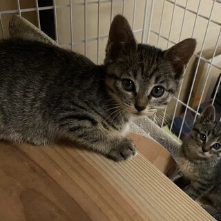 ぼくたちゴミじゃないよ！