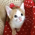 ぱっちりお目々の茶白君
