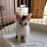 子猫を保護しました。 サムネイル4