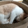 福ちゃんです。里親急募してます サムネイル5