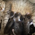 産まれたばかりの子猫ちゃんの里親さん探してます。