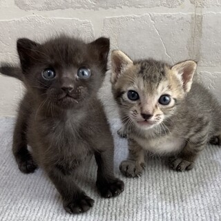 ミルクで育て中☆可愛い兄弟♪