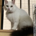 ずっとのお家を募集中