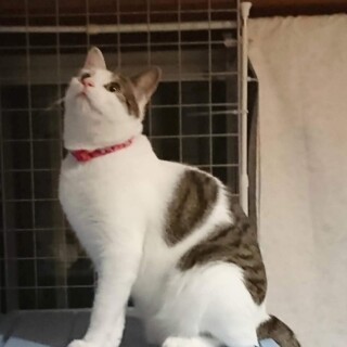 ブラッシング好きな美人系 神奈川県 猫の里親募集 3297 ペットのおうち 月間利用者150万人