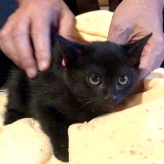 可愛い♡子熊みたいな黒チビ⭐︎モモちゃん