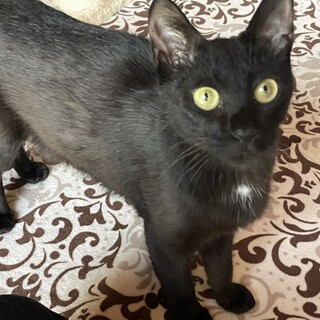 若いママ猫を幸せにしてあげてください！甘えん坊です