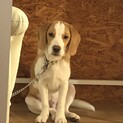 ビーグル仔犬　里親さん急募