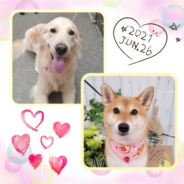 定期的なトリミング