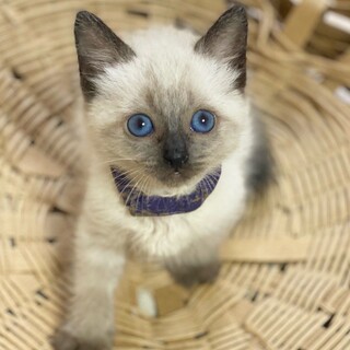 「面談予定」遊んで貰うの大好き「エリー」ちゃん❤