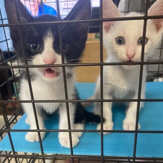 兄弟こねこ・♂1ヶ月半・2匹