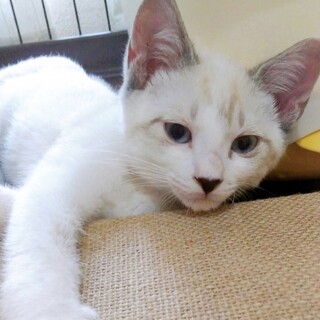 人馴れ抜群！肩乗り猫♡⃛「ゆうとくん」