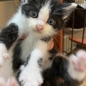 子猫を保護しました。