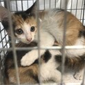 ★ミケの仔猫ちゃん2匹　緊急里親募集中