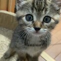 仔猫を保護しました。