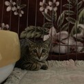 子猫3兄妹のキジ女の子！