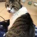哀愁ただよう　しめじ君♂2歳